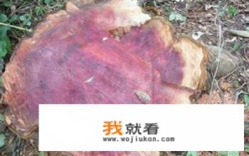 自己种的红豆杉可以砍吗? 自己种的红豆杉可以砍吗?